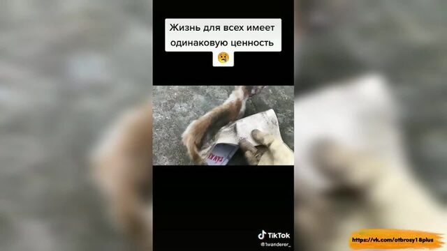 Годный тик-ток  спасли котенка