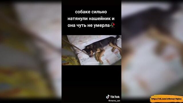 Годный тик-ток  спасли собачку
