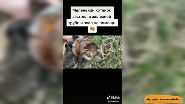 Годный тик-ток  котенок застрял но автор помг бедолаге