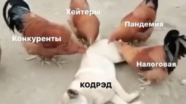 КОДРЭД и  петуха Апокалипсиса