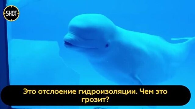 спышка золотистого стафилококка в Приморском океанариуме приняла новый масштаб  от дельфинов зараза перекинулась на людей.