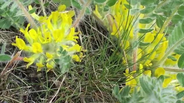 АСТРАГАЛ  трава ЖИЗНИ засекреченная Сталиным